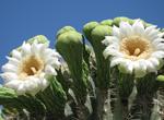 See Wildflowers at Saguaro National Park, Arizona