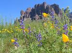 See Wildflowers at Superstition Mountains & Lost Dutchman State Park, Arizona