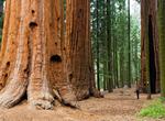 Explore Giant Forest Grove, Sequoia National Park, California