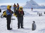 See Emperor Penguins in Antarctica