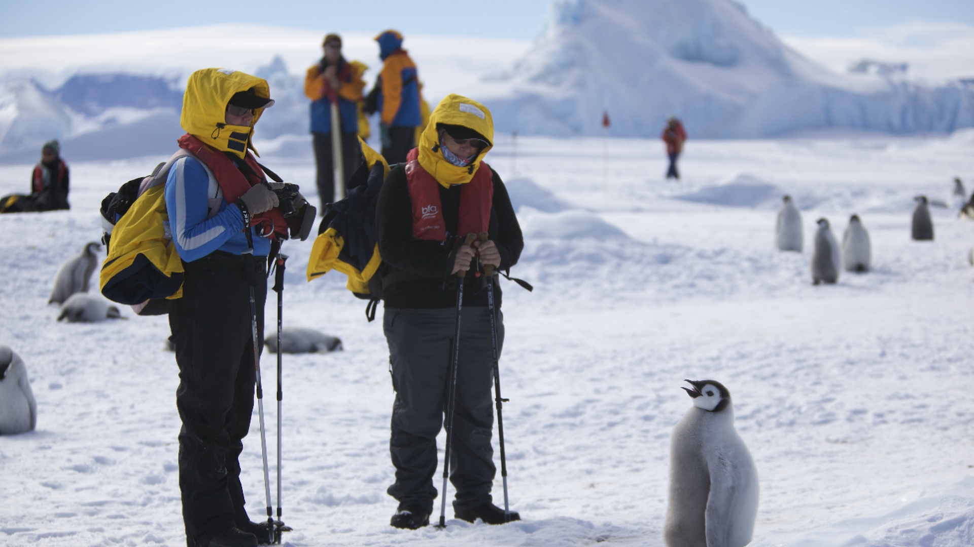 Emperor Penguins In Antarctica