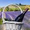 Cotes de Provence Wine Tour from Aix-en-Provence