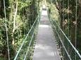 Roatan Shore Excursion: Hanging Bridges Eco Tour and Beach Break