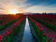 Skagit Valley Tulip Festival Day Trip from Seattle
