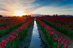 Skagit Valley Tulip Festival Day Trip from Seattle