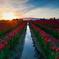 Skagit Valley Tulip Festival Day Trip from Seattle