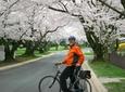 Viator Exclusive: Cherry Blossom Bike Tour in Washington DC