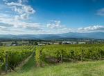 Wine Tasting in  Yarra Valley, Australia