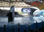 Visit SeaWorld San Antonio, Texas