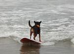 Attend Surf Dog Competition, Imperial Beach, California