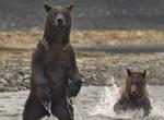 See Brown Bears at Pack Creek Brown Bear Viewing Area (Admiralty Island), Alaska