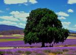 Visit Bridestowe Lavender Estate, Tasmania, Australia