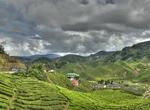Explore Cameron Highlands, Malaysia