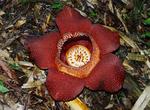See Rafflesia Flower