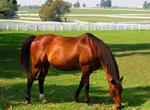 Visit Kentucky Horse Park, Lexington, Kentucky