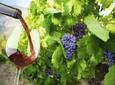 Private Tour: Ston and Peljesac Peninsula Day Trip with Wine Tasting