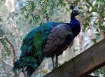 Visit Featherdale Wildlife Park, Doonside, Australia