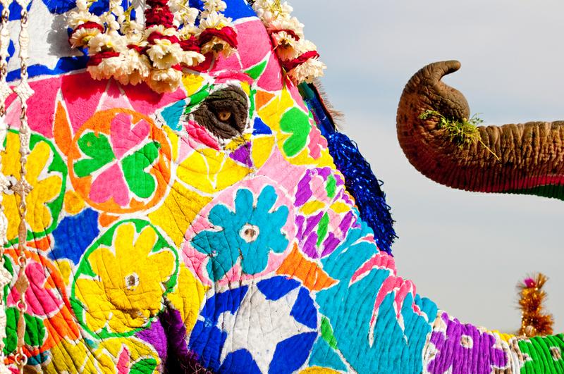 Elephant Festival
