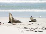 Visit Seal Bay Conservation Park, Kangaroo Island, South Australia