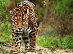 See a Jaguar in the Wild