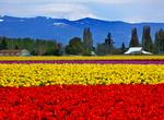 Attend Skagit Valley Tulip Festival, Washington