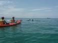 Kayaking with Dolphins in Byron Bay