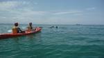 Kayaking with Dolphins in Byron Bay