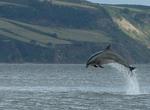 See Dolphins at Chanonry Point, Black Isle, Scotland