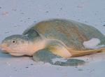 See a Kemp's Ridley Sea Turtle