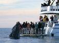 Hervey Bay Whale Watching Cruise