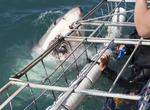 Dive with Great White Sharks off Gansbaai, South Africa