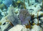 Dive or Snorkel Virgin Islands National Park, USVI