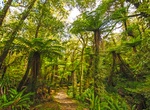 Explore Paparoa National Park, New Zealand