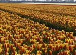 Cycle through Holland's Tulip Fields