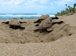 See Leatherback Sea Turtle Hatchlings Leave Their Nest