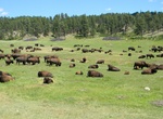 See Wind Cave Bison Herd, Wind Cave National Park