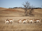 Hike Centennial Trail, Wind Cave National Park, South Dakota