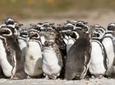 Puerto Madryn Shore Excursion: Private Day Trip to Punta Tombo Penguin Colony
