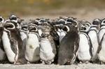 Puerto Madryn Shore Excursion: Private Day Trip to Punta Tombo Penguin Colony
