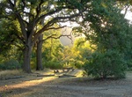 Camp at Pinnacles Campground, Pinnacles National Park