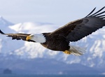 See Bald Eagle in the Wild