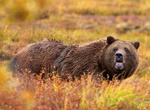 See a Grizzly Bear (Brown Bear) in the Wild