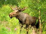 See a Moose in the Wild