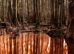 Explore Congaree National Park, South Carolina