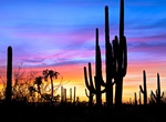 Explore Saguaro National Park, Arizona