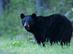 See a American Black Bear in the Wild
