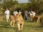 Walk with Lions