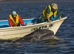 See Gray Whales at the Sanctuary of Bahía Magdalena (Mag Bay), Baja, Mexico