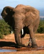 5-Day Garden Route with Addo National Park Small Group Tour from Cape Town