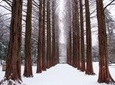 Winter Sonata TV Tour on Nami Island from Seoul